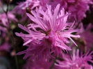 Lychnis fleur de coucou, Lychnide,Oeillet des prs, Lychnis flos-cuculi