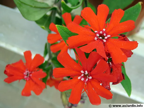 Croix de Malte, Lychnis x arkwrightii