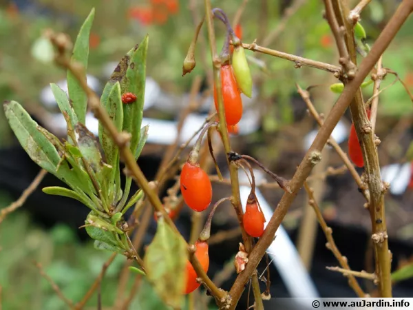 Goji, Lyciet de Barbarie, Lycium barbarum