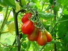 Tomate, Solanum lycopersicum