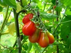 Tomate, Solanum lycopersicum