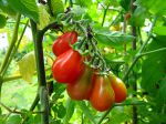 Trucs pour la culture de la tomate