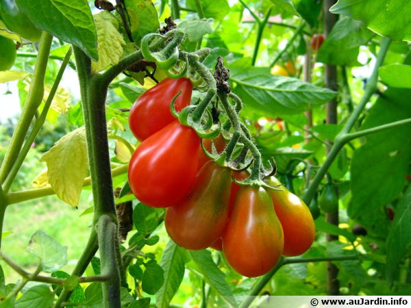 De petites tomates en forme de poires
