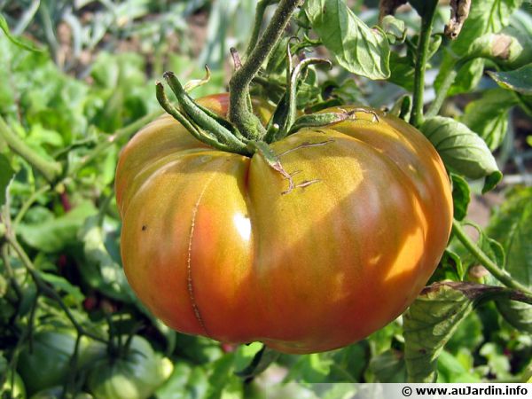 Le purin de tomate