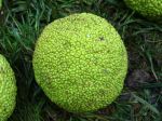 Le fruit de l'Oranger des Osages, Bois d'arc, Oranger des Osages, Maclura pomifera Le fruit de l'Oranger des Osages, Bois d'arc, Oranger des Osages, Maclura pomifera