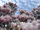 Les magnolias  feuilles caduques