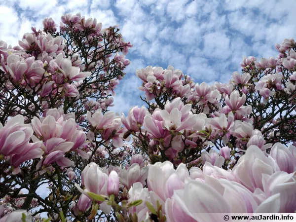 Un magnolia à feuillage caduque se couvrant littéralement de fleurs au printemps