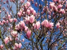 Magnolia, Magnolier