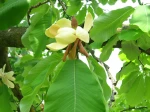 Magnolia du Japon � grandes feuilles, Magnolia hypoleuca