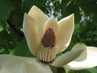 Magnolia du Japon  grandes feuilles, Magnolia hypoleuca