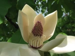 Magnolia du Japon � grandes feuilles, Magnolia hypoleuca