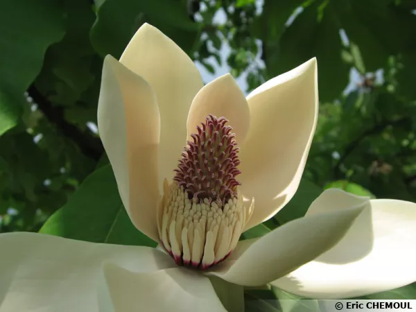 Magnolia du Japon à grandes feuilles, Magnolia hypoleuca