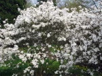 Magnolia stellata