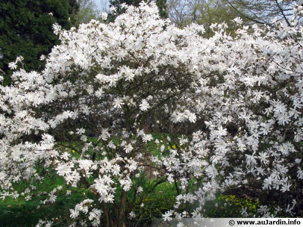 Magnolia étoilé, Magnolia stellata : planter, cultiver, multiplier