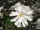 Magnolia toil, Magnolia stellata