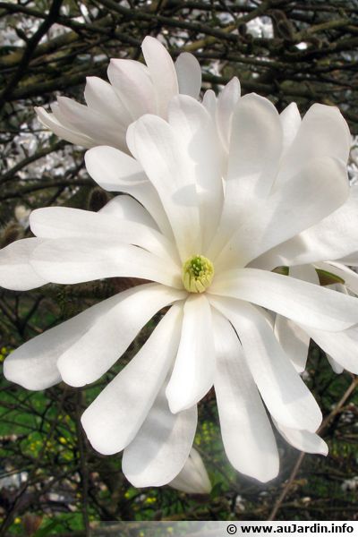 flor de magnólia 