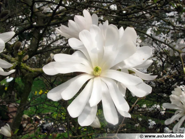 Fleur du Magnolia toil
