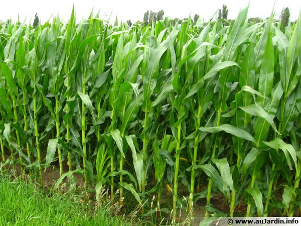 Du maïs bien rangé dans un champ