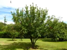 Pommier (Pomme), Malus pumila