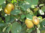 Pomme Reinette grise du Canada Pomme Reinette grise du Canada