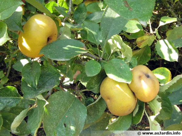 Pomme Reinette Grise du Canada