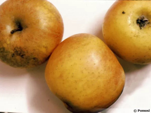 Pomme BENEDICTIN