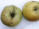 Pommes anciennes dAuvergne, de Bourgogne, du Centre, du Limousin.