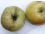 Pommes anciennes d’Auvergne, de Bourgogne, du Centre, du Limousin.