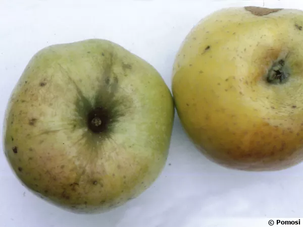 Pomme 'Reinette Cuzy'