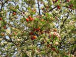 Pommier à fleurs, Pommier d'ornement Pommier à fleurs, Pommier d'ornement