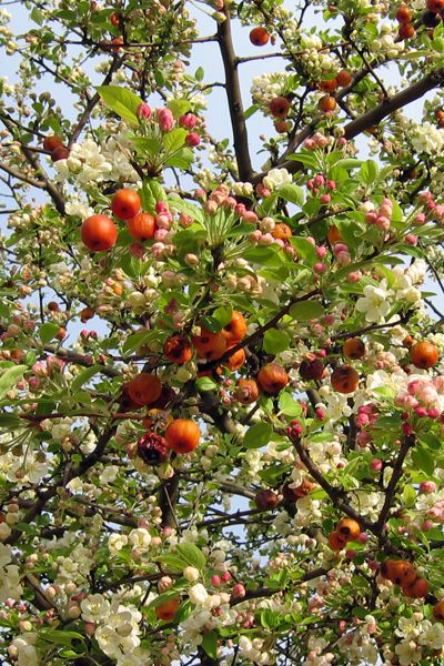 Pommier à fleurs, Pommier d'ornement : planter, cultiver, multiplier