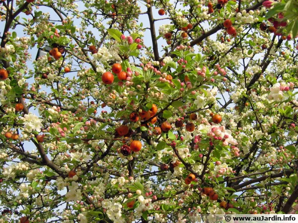Pommier à fleurs, Pommier d'ornement