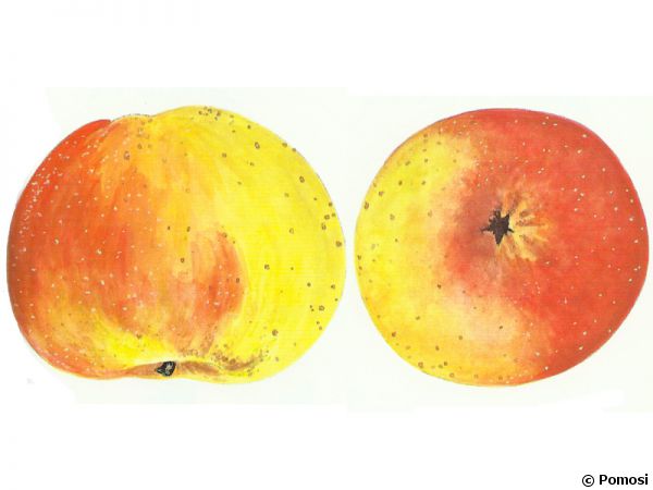 Pomme 'Bouscasse de Bres'
