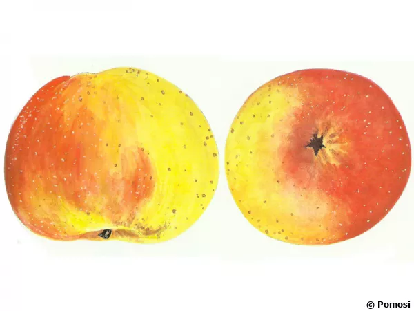 Pomme 'Bouscasse de Bres'