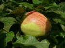 Pommes de l'est de la France