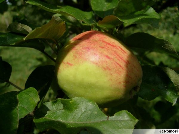 Pomme 'Lavigne'