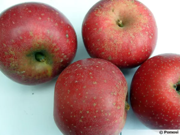 Pomme Reinette Etoilée