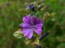 Mauve de Mauritanie, Grande mauve, Mauve des bois, Mauve sylvestre, Malva sylvestris var Mauritiana