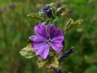 Mauve de Mauritanie, Grande mauve, Mauve des bois, Mauve sylvestre, Malva sylvestris var Mauritiana