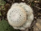 Cactus boule de neige, Mammillaria candida