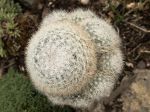 Cactus boule de neige, Mammillaria candida Cactus boule de neige, Mammillaria candida
