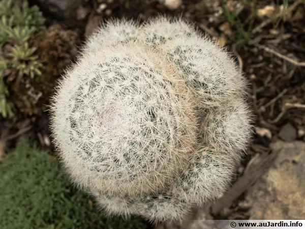 Cactus boule de neige, Mammillaria candida