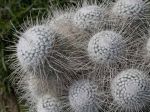 Mammilaire, Mammillaria geminispina Mammilaire, Mammillaria geminispina