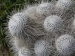 Mammilaire, Mammillaria geminispina