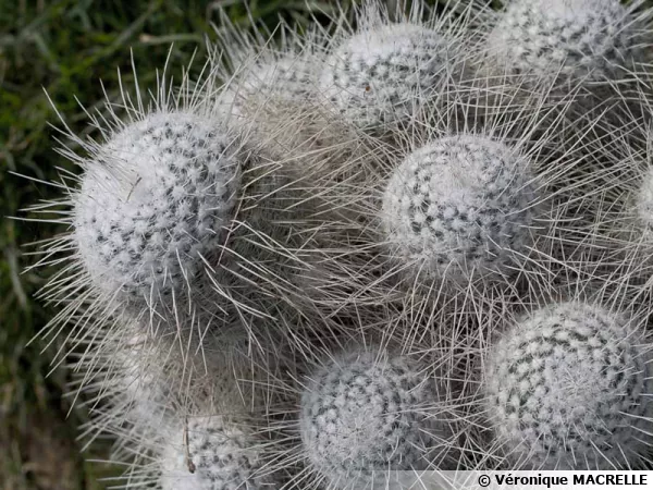 Mammilaire, Mammillaria geminispina