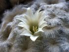 Mammilaire, Cactus coussin, Mammilaria plumosa