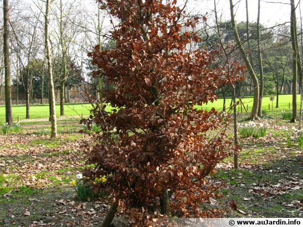 Feuillage marcescent sur cet arbuste alors que les autres arbres aux alentours ont perdu leurs feuilles