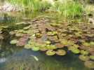 Quelles plantes au bord du bassin?
