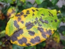Les  tches noires du rosier, causes, prvention et traitements naturels