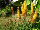L'exposition des plantes